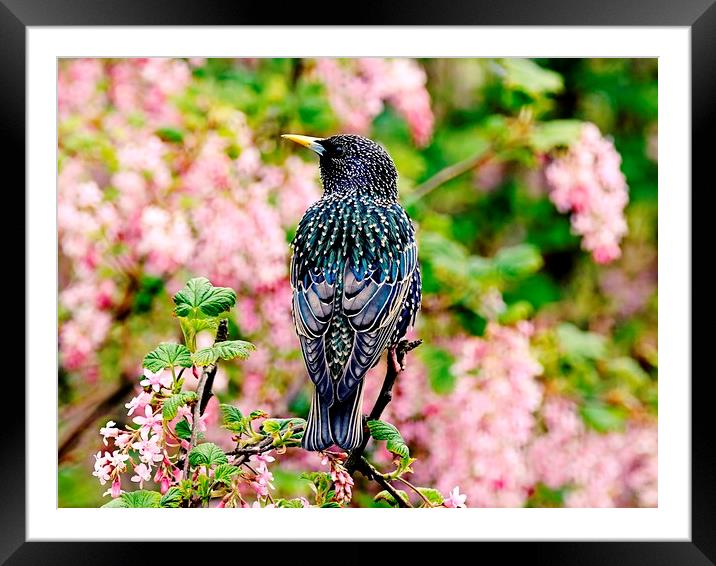 Cascade of Starling Feathers Framed Mounted Print by Anne Macdonald