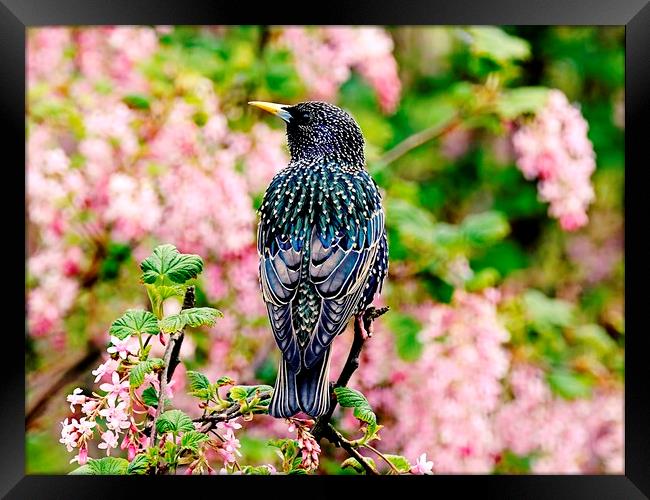 Cascade of Starling Feathers Framed Print by Anne Macdonald