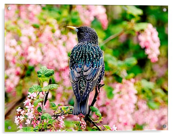 Cascade of Starling Feathers Acrylic by Anne Macdonald