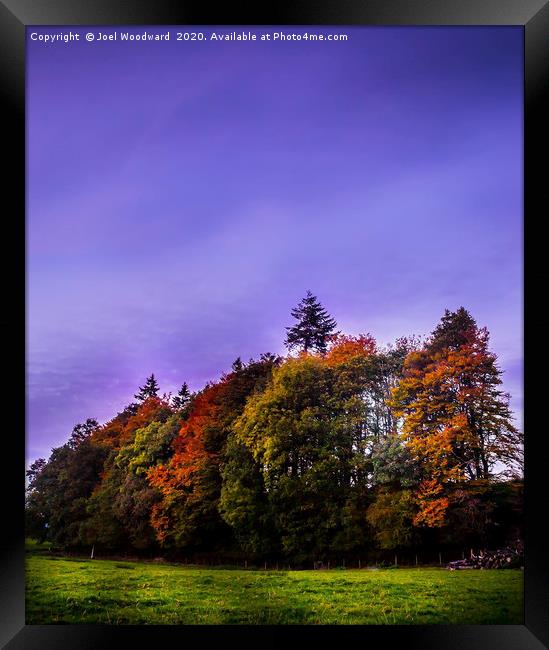 Autumn Trees Framed Print by Joel Woodward