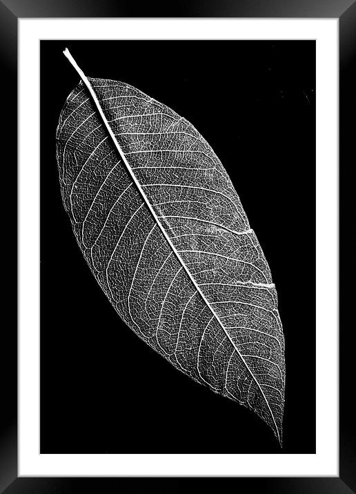 Negative or not Framed Mounted Print by Wayne Molyneux