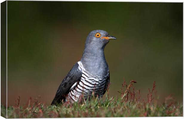 An Inquisitive Cuckoo Canvas Print by Ben Griffin
