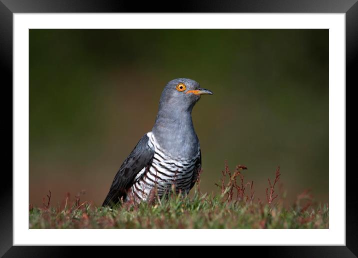 An Inquisitive Cuckoo Framed Mounted Print by Ben Griffin