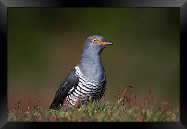 An Inquisitive Cuckoo Framed Print by Ben Griffin