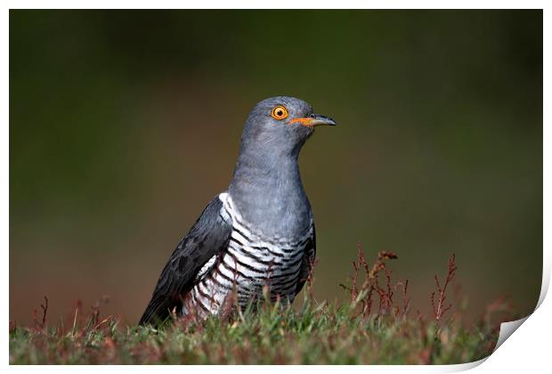 An Inquisitive Cuckoo Print by Ben Griffin