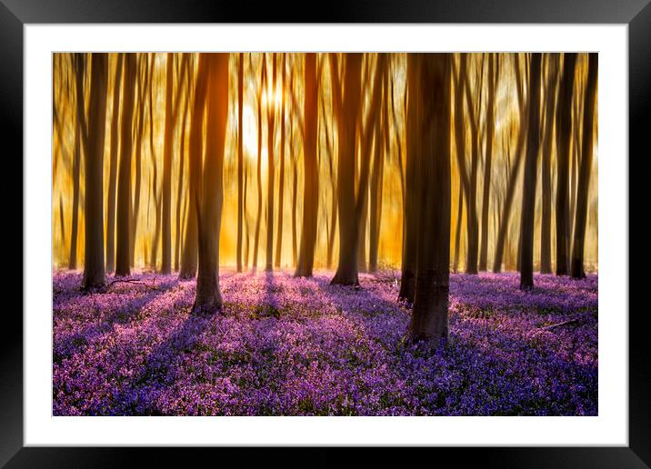 First Light on the Bluebell Carpet Framed Mounted Print by Ben Griffin