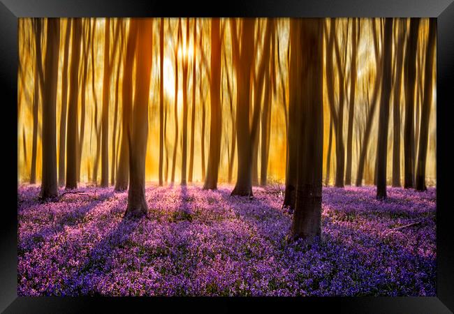 First Light on the Bluebell Carpet Framed Print by Ben Griffin