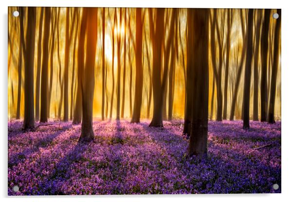 First Light on the Bluebell Carpet Acrylic by Ben Griffin