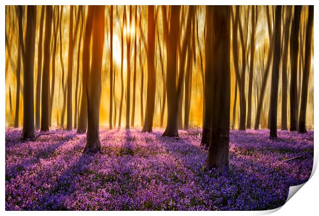 First Light on the Bluebell Carpet Print by Ben Griffin