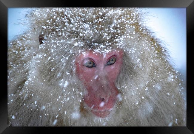 A Snow Monkey in a Snowstorm Framed Print by Ben Griffin