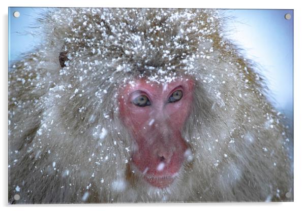 A Snow Monkey in a Snowstorm Acrylic by Ben Griffin