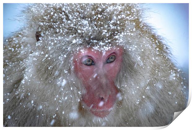 A Snow Monkey in a Snowstorm Print by Ben Griffin