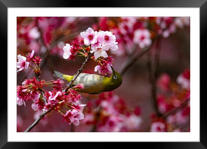 A Japanese White-Eye in Cherry Blossom Framed Mounted Print by Ben Griffin