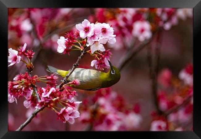 A Japanese White-Eye in Cherry Blossom Framed Print by Ben Griffin