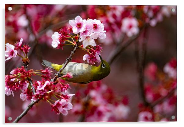 A Japanese White-Eye in Cherry Blossom Acrylic by Ben Griffin