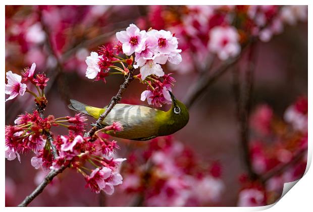 A Japanese White-Eye in Cherry Blossom Print by Ben Griffin