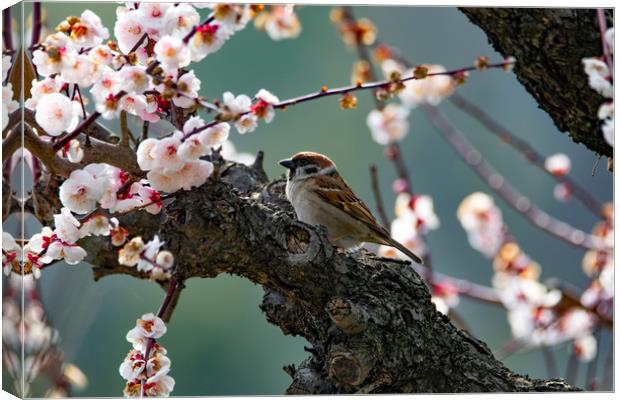 A Tree Sparrow in Plum Blossom Canvas Print by Ben Griffin