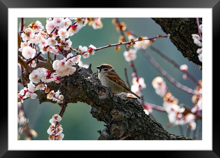 A Tree Sparrow in Plum Blossom Framed Mounted Print by Ben Griffin