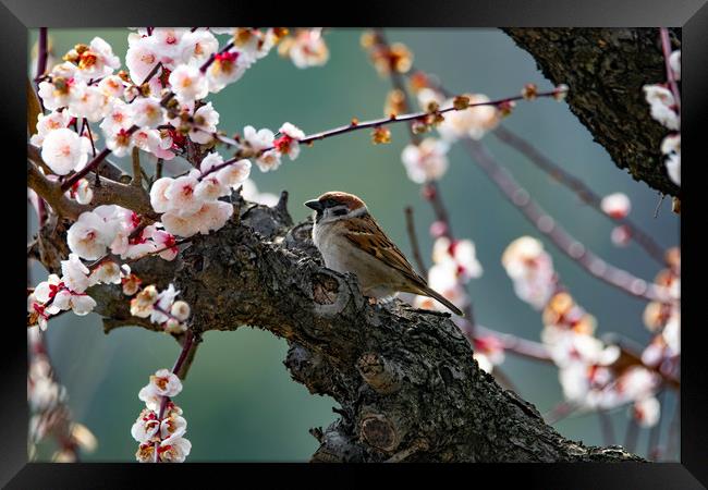 A Tree Sparrow in Plum Blossom Framed Print by Ben Griffin