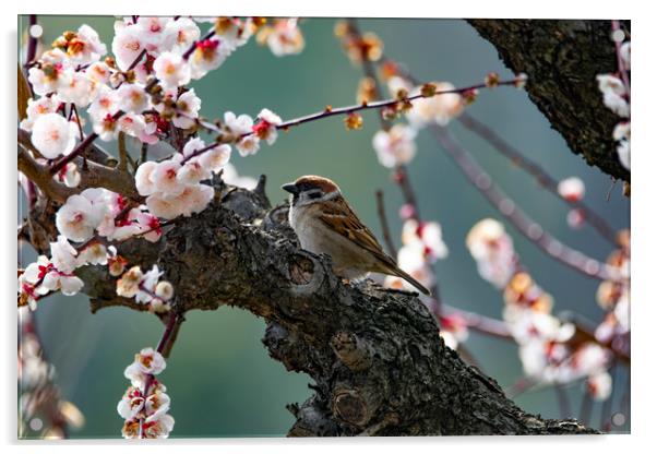 A Tree Sparrow in Plum Blossom Acrylic by Ben Griffin