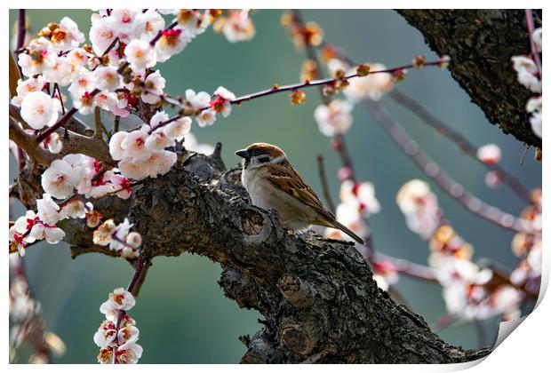 A Tree Sparrow in Plum Blossom Print by Ben Griffin