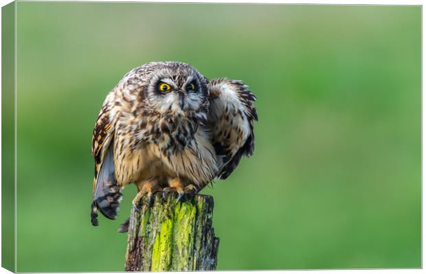 Short eared Owl staring with vibrant yellow eyes Canvas Print by Stephen Rennie
