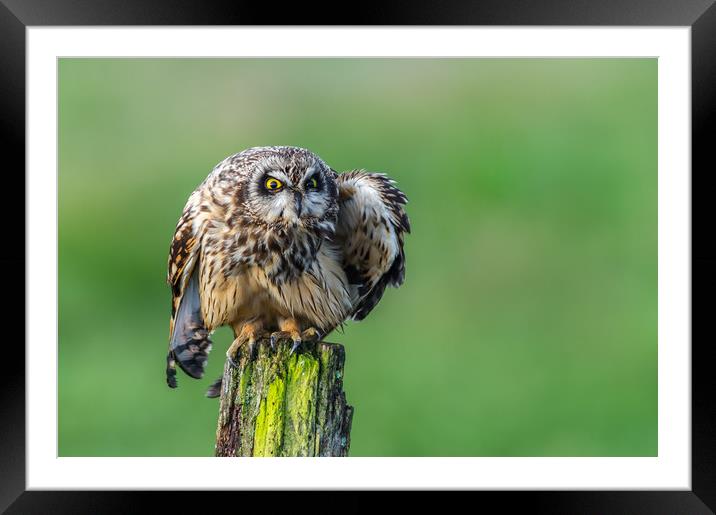 Short eared Owl staring with vibrant yellow eyes Framed Mounted Print by Stephen Rennie