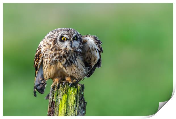 Short eared Owl staring with vibrant yellow eyes Print by Stephen Rennie