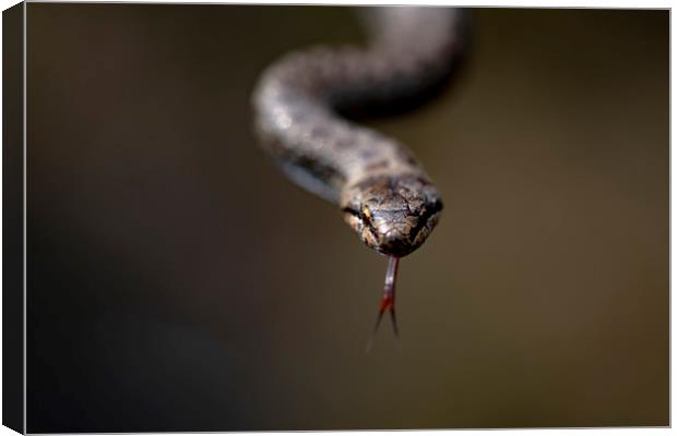 The Super Rare Smooth Snake Canvas Print by Ben Griffin