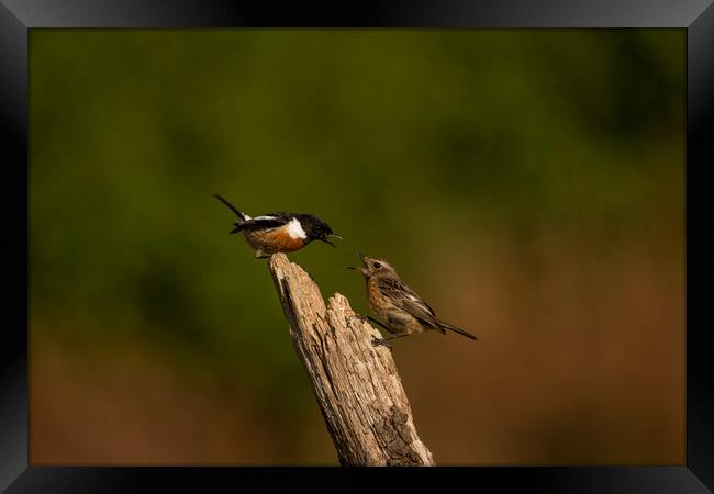 A Lovers Tiff Framed Print by Ben Griffin