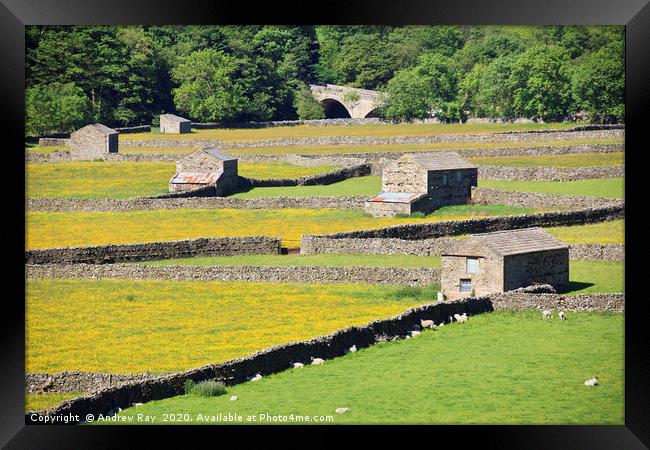 Gunnerside Hay Meadows Framed Print by Andrew Ray