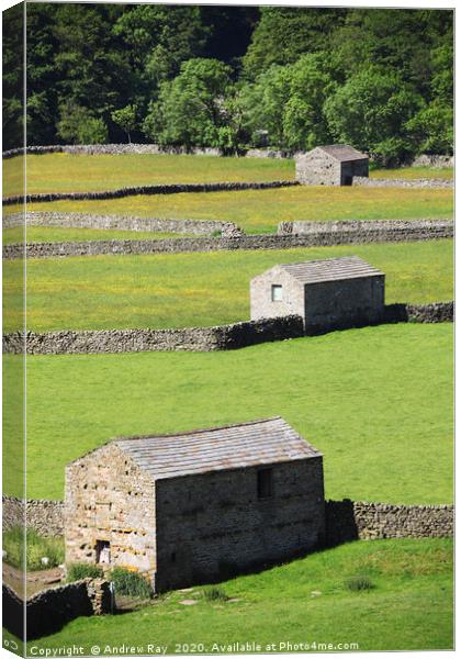 Tree Barns (Swaledale) Canvas Print by Andrew Ray