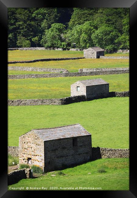 Tree Barns (Swaledale) Framed Print by Andrew Ray