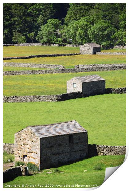Tree Barns (Swaledale) Print by Andrew Ray