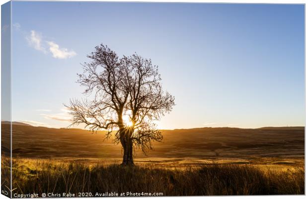 sunrise through a lone tree on Perthshire moors Canvas Print by Chris Rabe