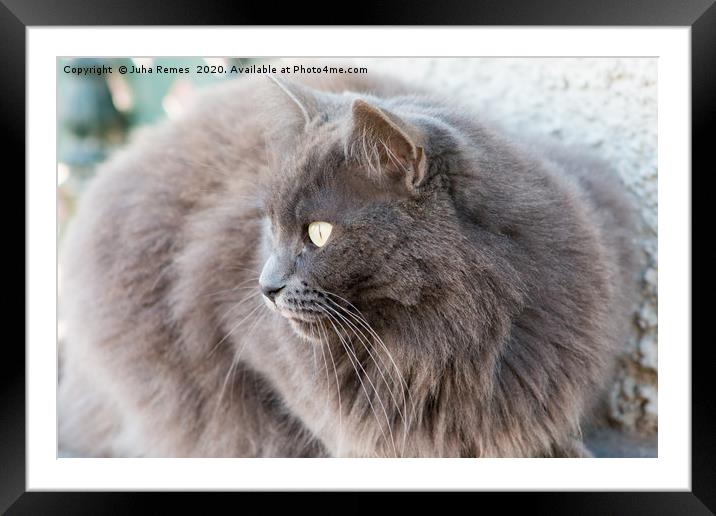 Street Cat Framed Mounted Print by Juha Remes