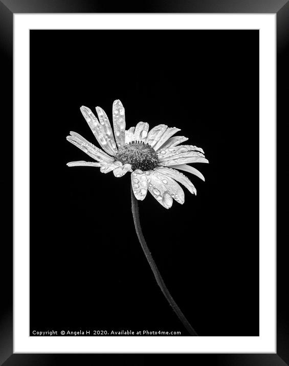 Oxeye with waterdrops Framed Mounted Print by Angela H
