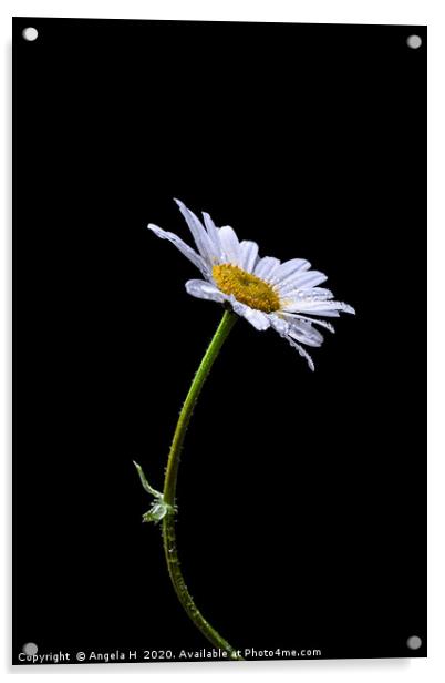 Oxeye daisy colour Acrylic by Angela H