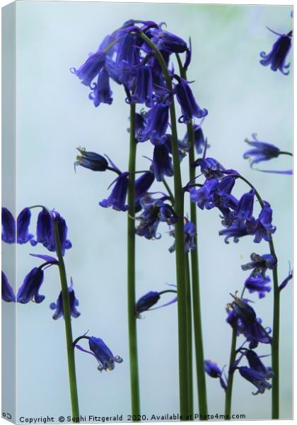 Smoky Bluebells Canvas Print by Sophi Fitzgerald