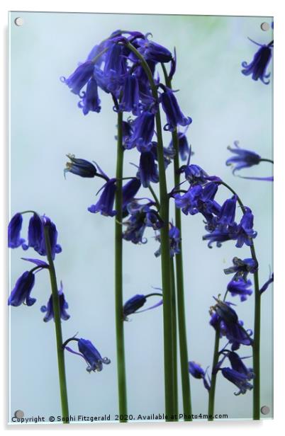 Smoky Bluebells Acrylic by Sophi Fitzgerald