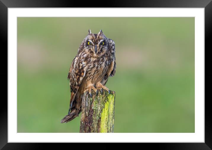 Short-eared owl showing ear-tufts Framed Mounted Print by Stephen Rennie