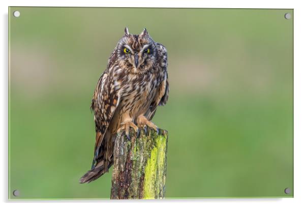 Short-eared owl showing ear-tufts Acrylic by Stephen Rennie