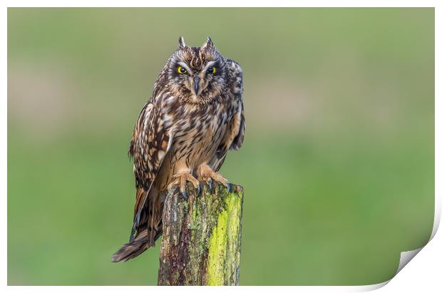 Short-eared owl showing ear-tufts Print by Stephen Rennie