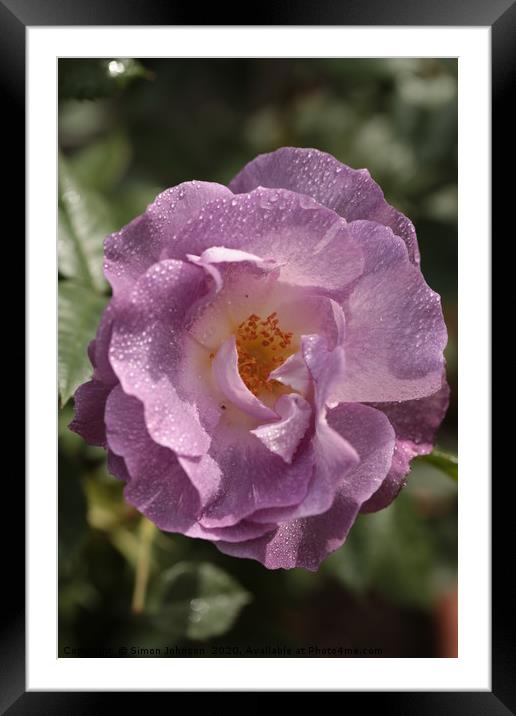 Rose 'Blue for You' (Floribunda Rose) Framed Mounted Print by Simon Johnson