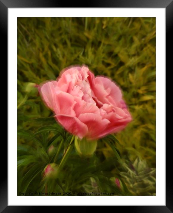 Creative image of Peonie Framed Mounted Print by Simon Johnson