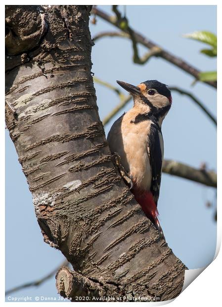 Woody Woodpecker Print by Donna Joyce