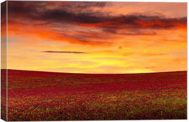 Beautiful sunset over the red clover field. Czech  Canvas Print by Sergey Fedoskin
