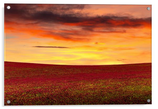 Beautiful sunset over the red clover field. Czech  Acrylic by Sergey Fedoskin