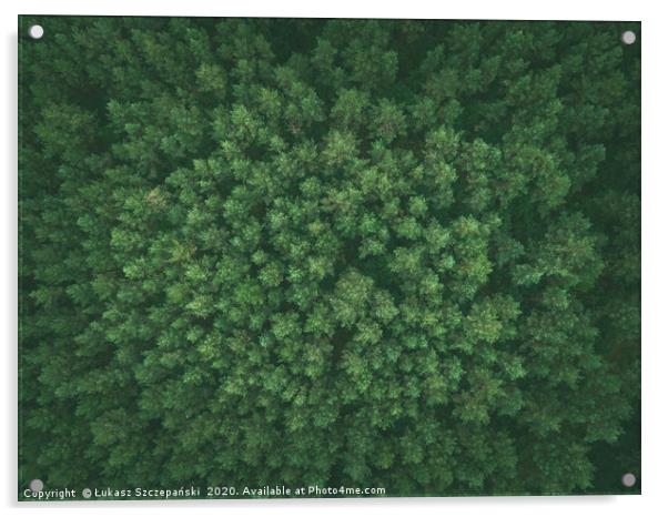 Green pine forest Acrylic by Łukasz Szczepański