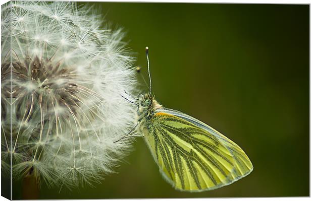 Green Veined White Canvas Print by Keith Thorburn EFIAP/b